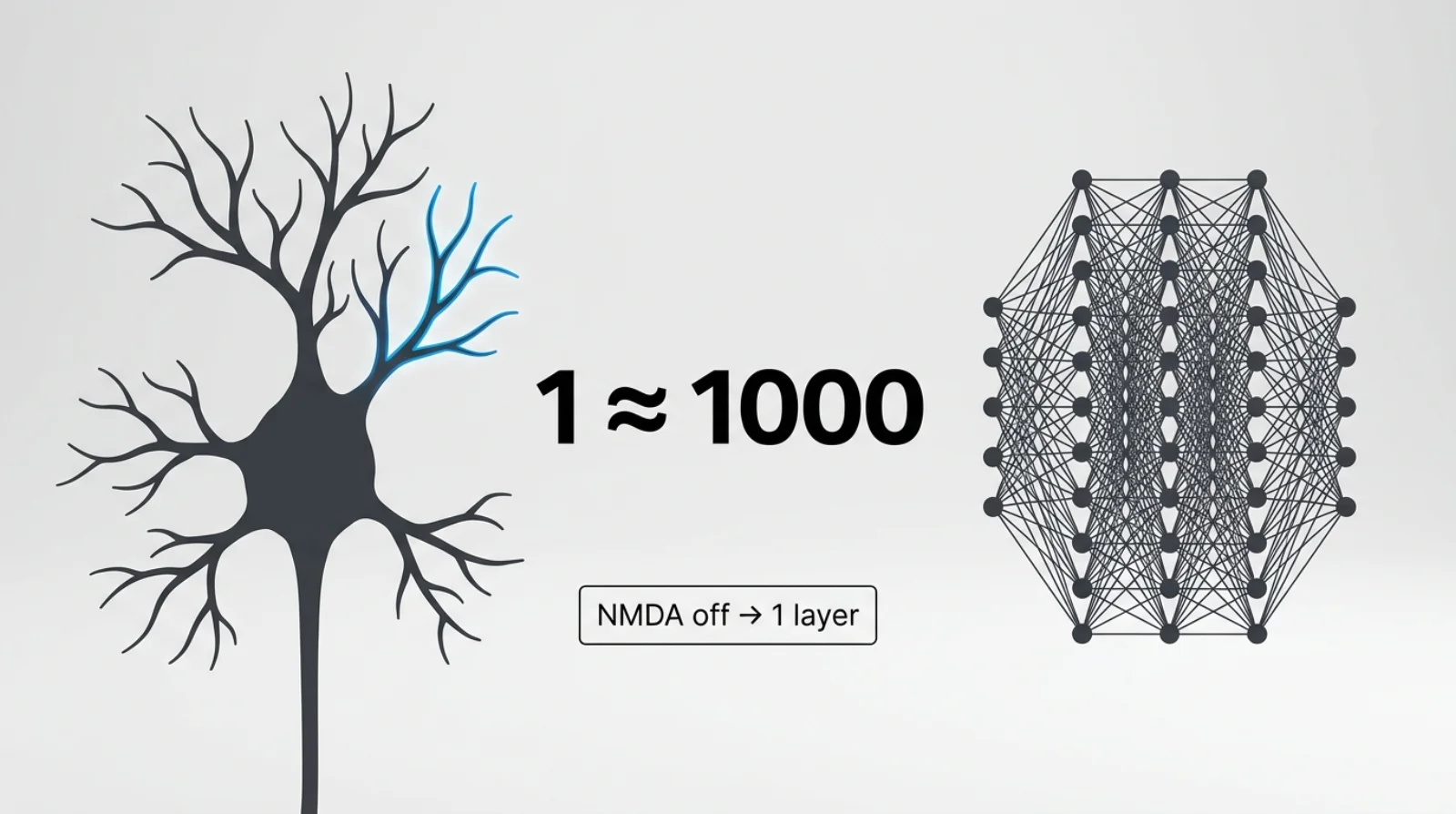 One biological neuron ≈ a deep net of ~1000 artificial units; without NMDA it collapses to one layer